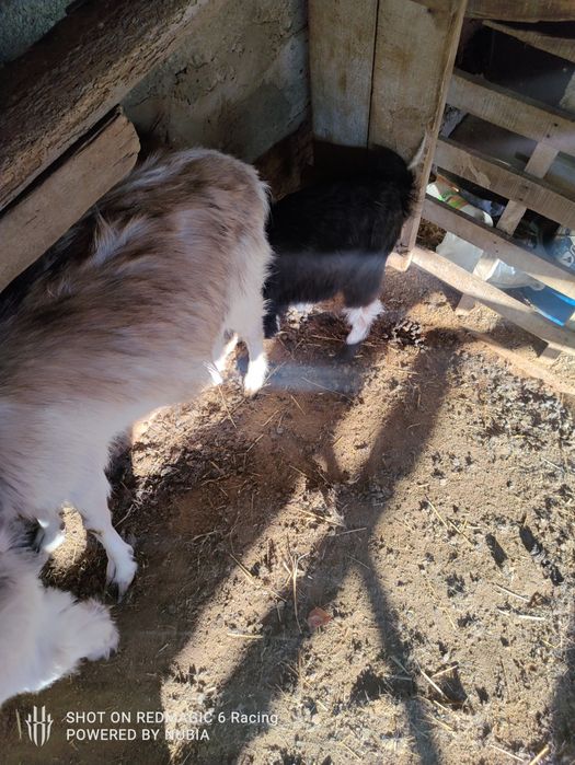 Ешкы сатылады каза