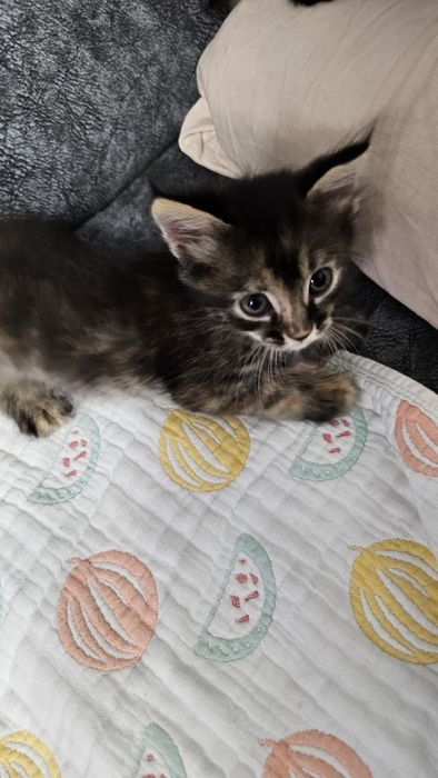 Котята бесплатно