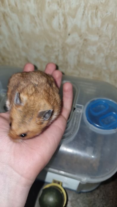 Милые  сирийские хомячки,  домашние.