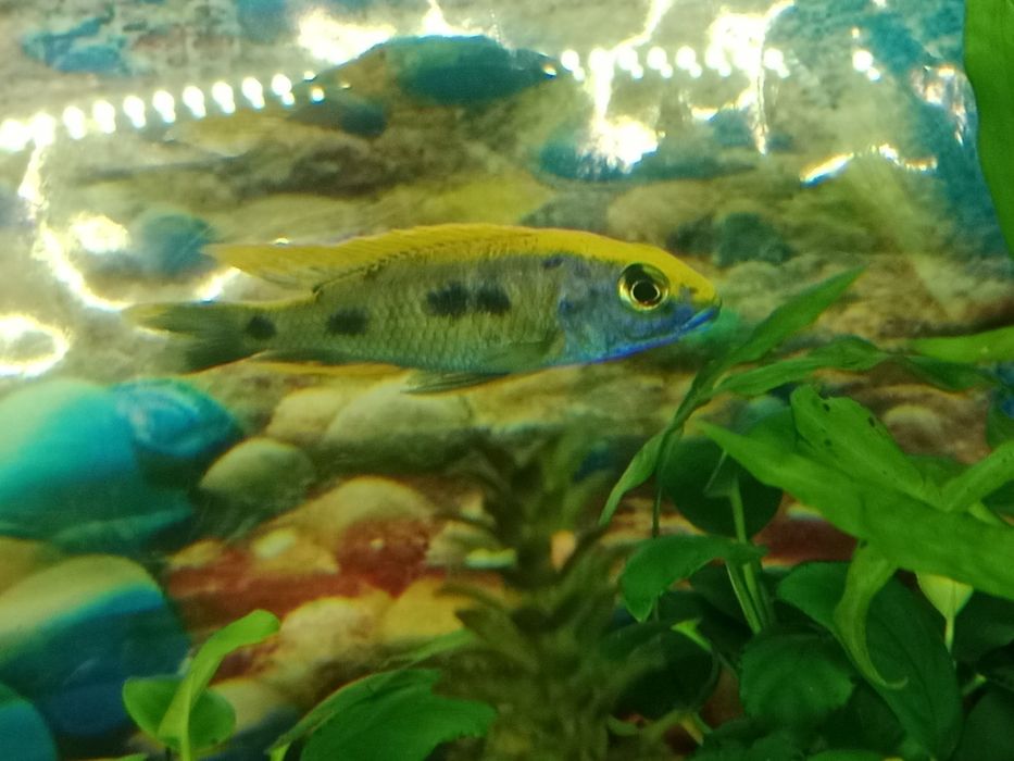 Отофаринкс цихлид