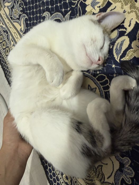 Котик в добрие руки