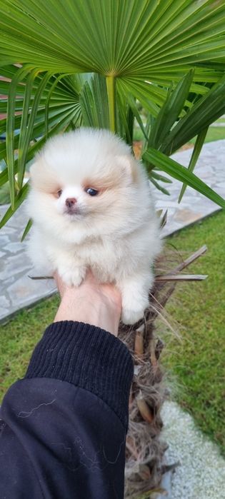 Померан померан мини