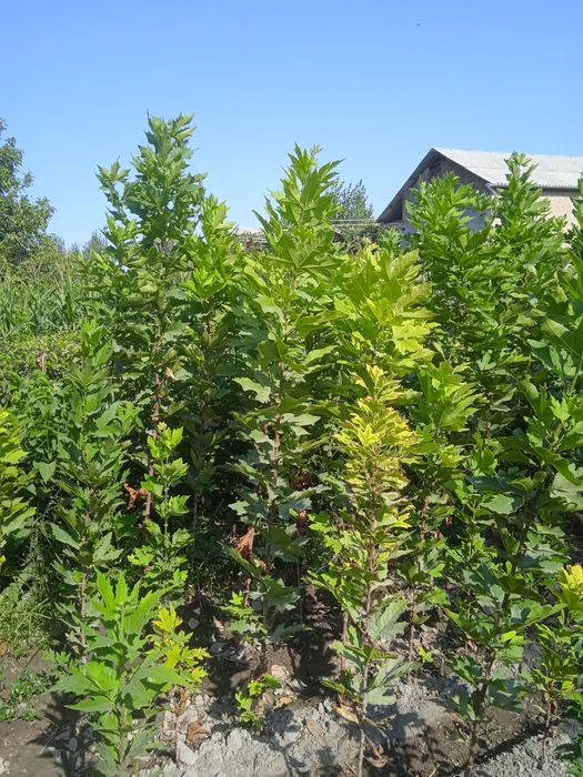 Чинор кучатлари.