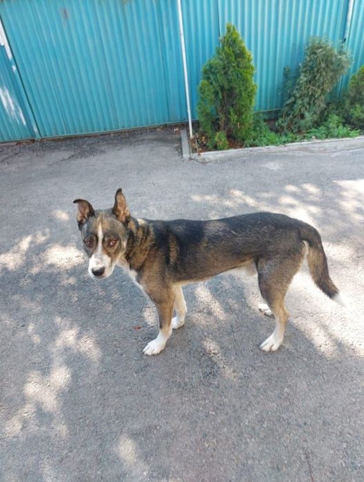 Отдам собачку в хорошее руки