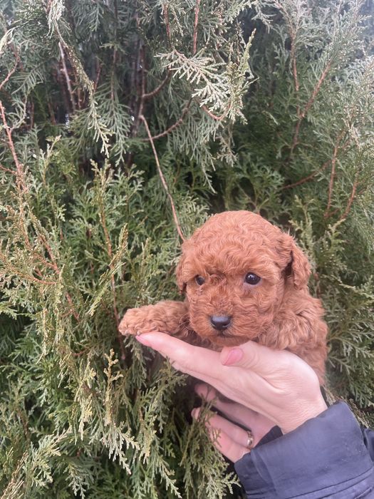 Мини пудел мини пудел