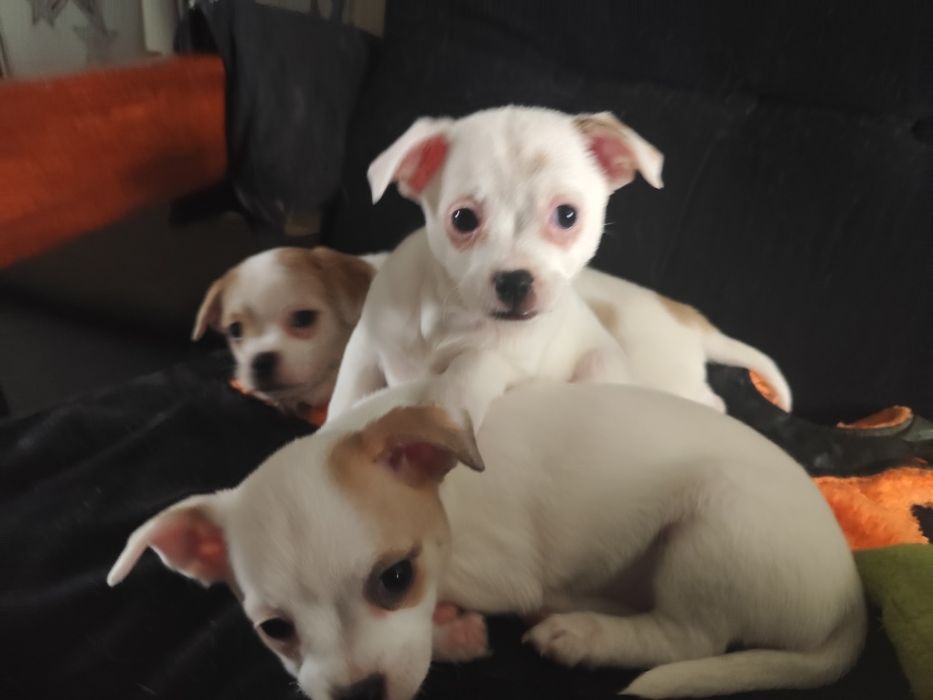 Продавам кученца