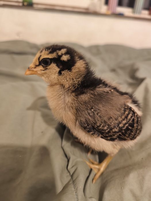 Araucana și barboase