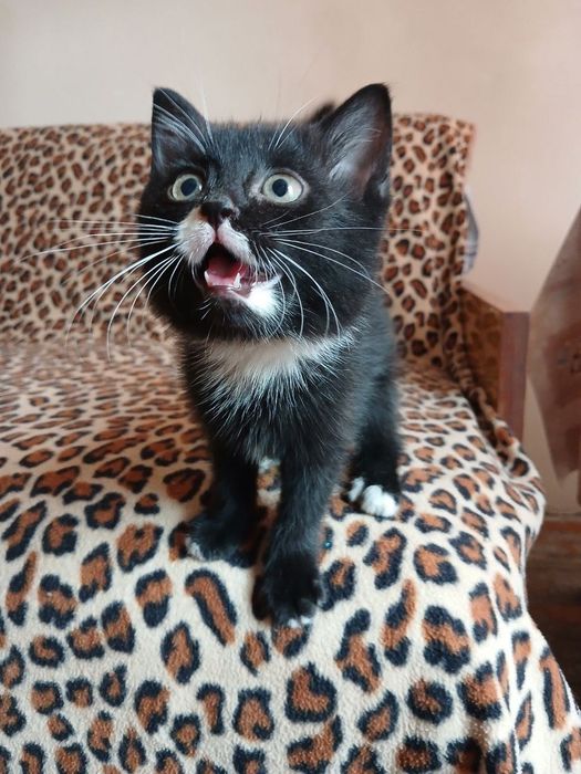 Маленькие котята ищут семью