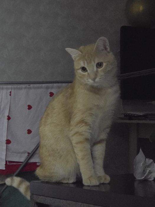 СРОЧНО В хорошие руки!!