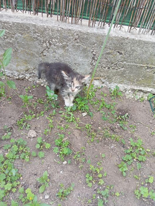 Дворни малки котенца