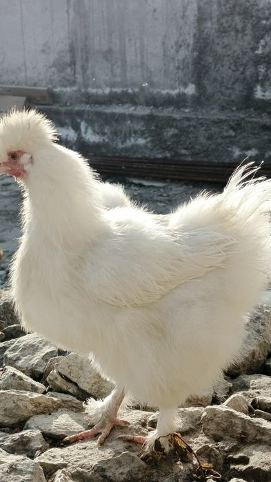 Корейский япон товук тухумлари