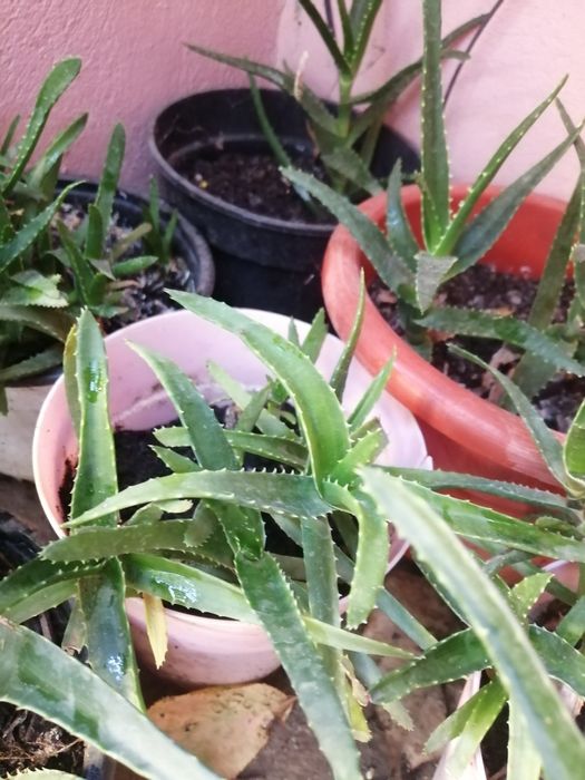 Aloe Vera ghiveci