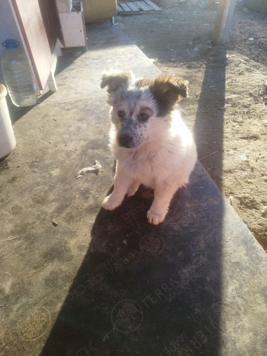 Отдам щенка девочка