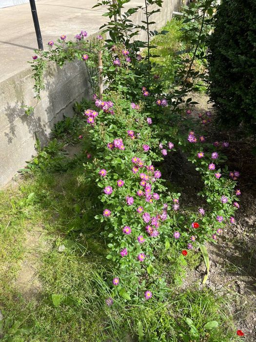 Девор, вайиш қилиб кўтарадиган гуллар. Голланд нави.