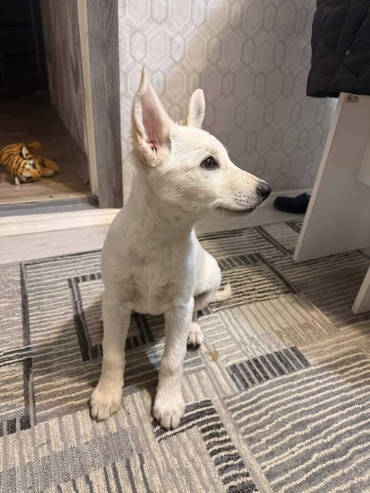 Собачка ( звоночик )