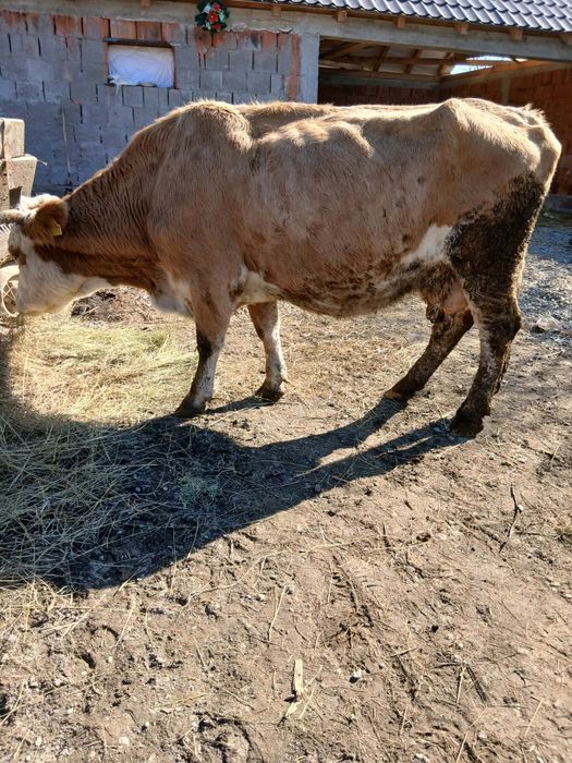 Vând 2 vaci mai multe detali la număr de telefon!