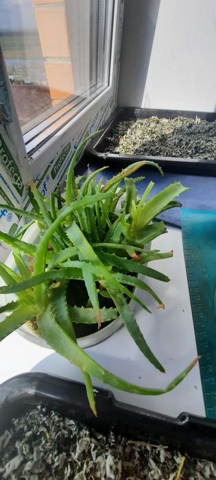 Продам комнатные цветы от 300тг.