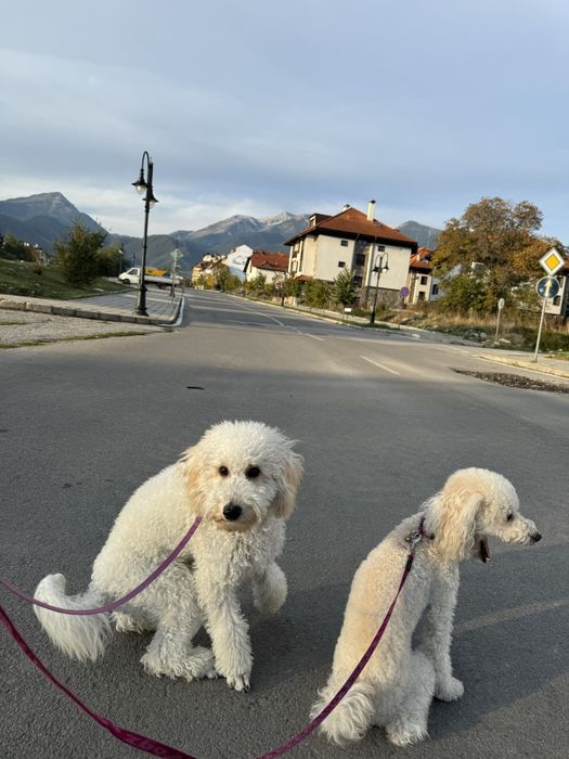 Разходка на куче, грижа за кучета,разходки