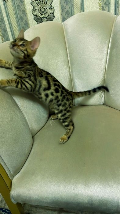 Elitniy bengallar arzon narxda sotiladi