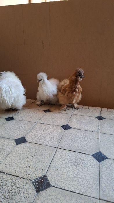 Шолк хўроз тўвуқ сотилади