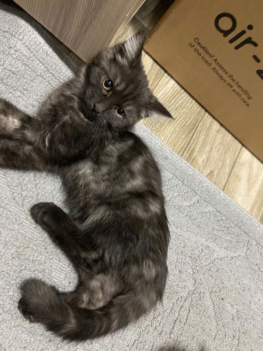Кошка Котята Мейн Кун