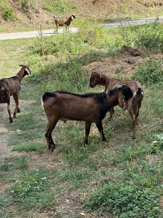 Vând țap anglo nubian