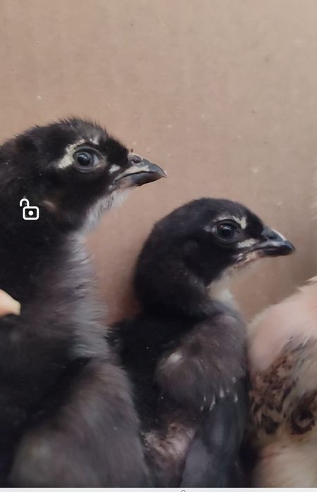 Тоза кон 100 тали Шамо жужалар сотилади