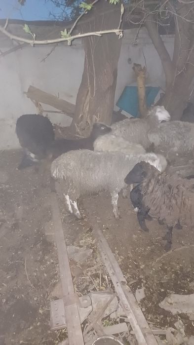 Продам одного барана