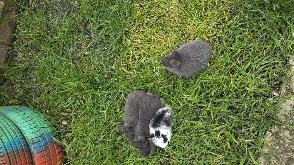 Vând iepurași drăgălași