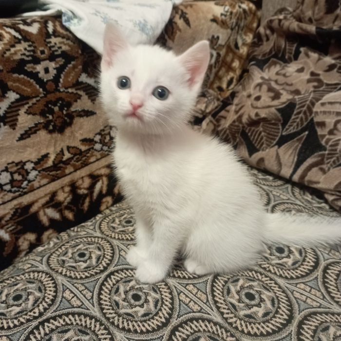Беленький Котёнок