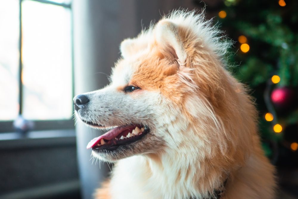 Собачий пух (подшёрсток) 100г