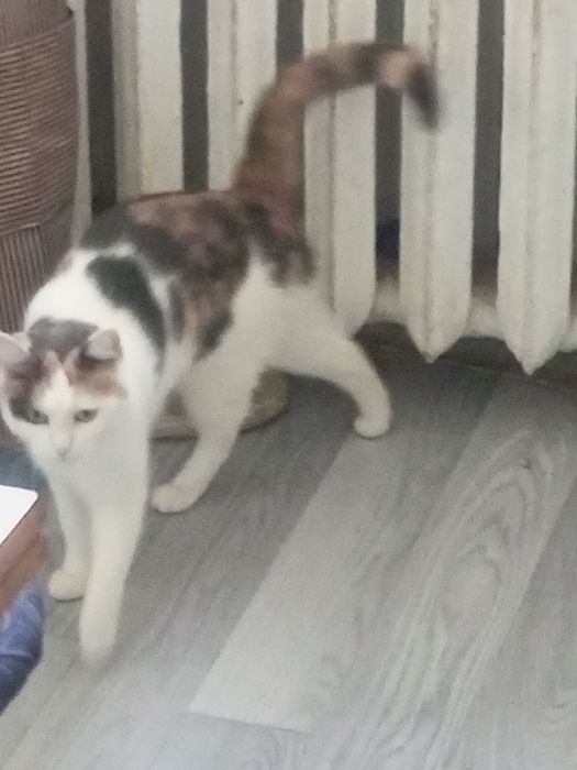 Кошка мейнкун бесплатно!