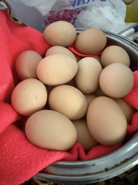 Тоза брама товук тухумлари