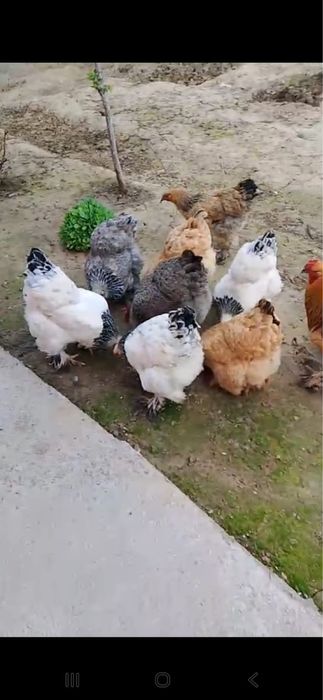 Брама, 9 тауық,1 қораз