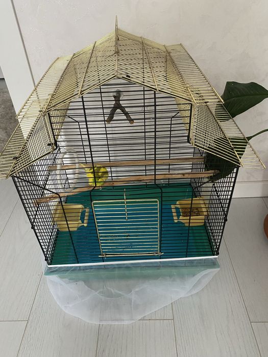 Попугай с клеткой