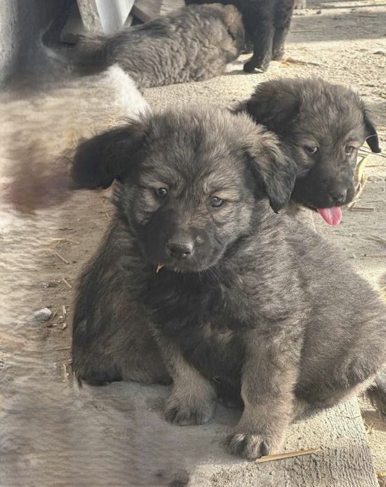 Spre adoprtie 6 pui de caine