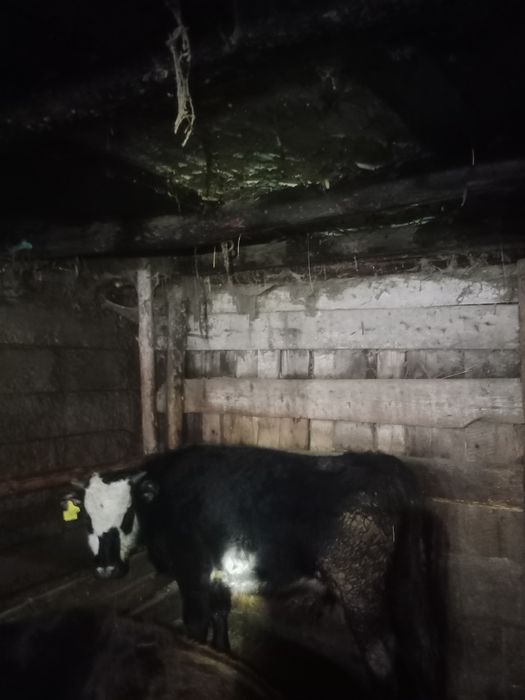 Продам бычков упитанные