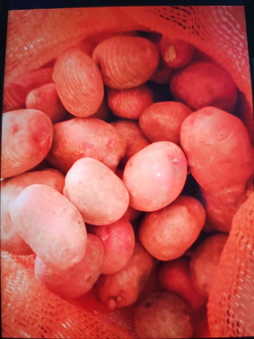 Продам картофель дачный