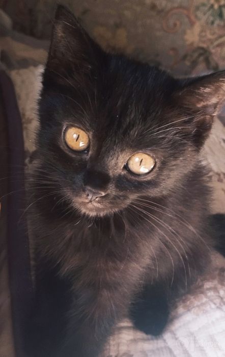 Кошечка Мия (3 мес)