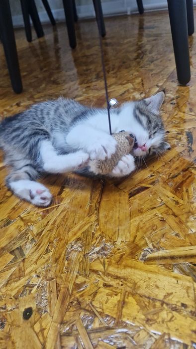 Отдам котят в хорошие руки бесплатно