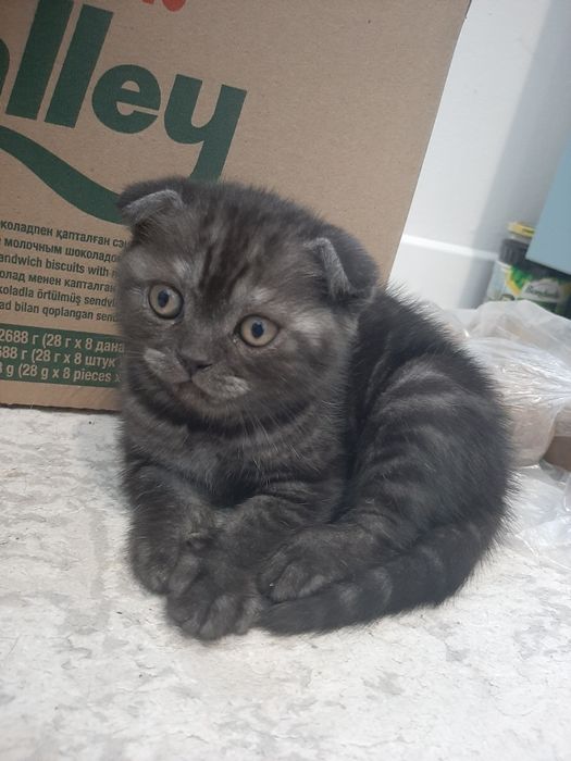 Котята шотландской породы