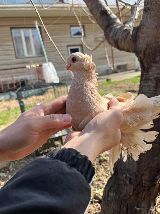 Көгершін, Голуби