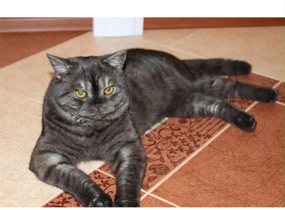Продам породистых котят