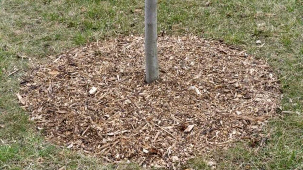 Tocatura lemn/mulci pentru decor gradina, permacultura