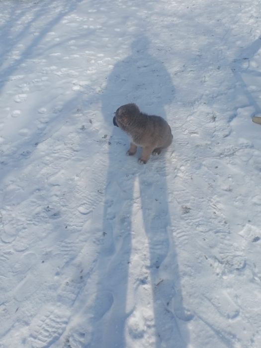 Алабай күшік Кангалдың қаны