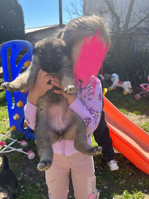 Подарявам кученца,баща -хъски,майка -немска овчарка.