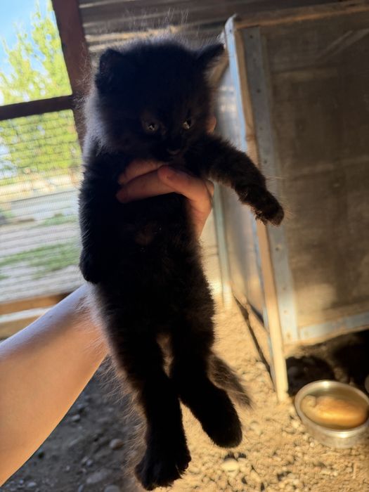 Котята ртдам добрые руки