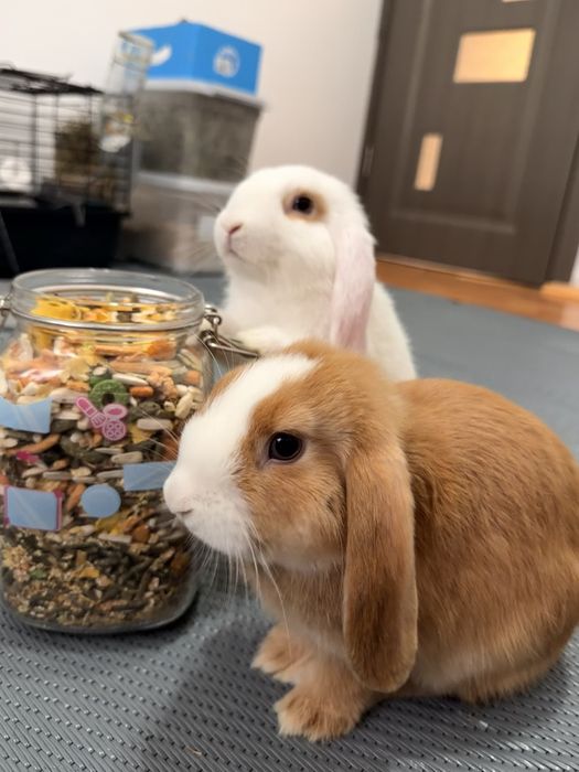 2 Mini lop iepuri femele