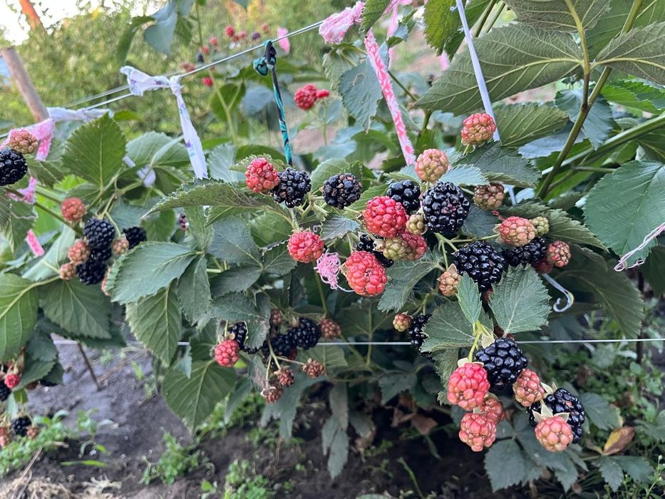 Продам дачный участок