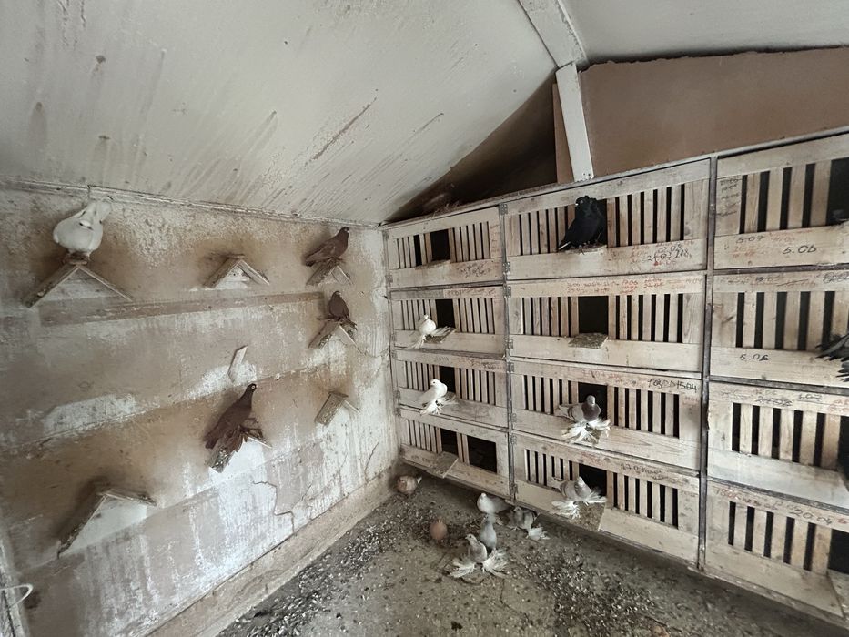 Продам две голубятни